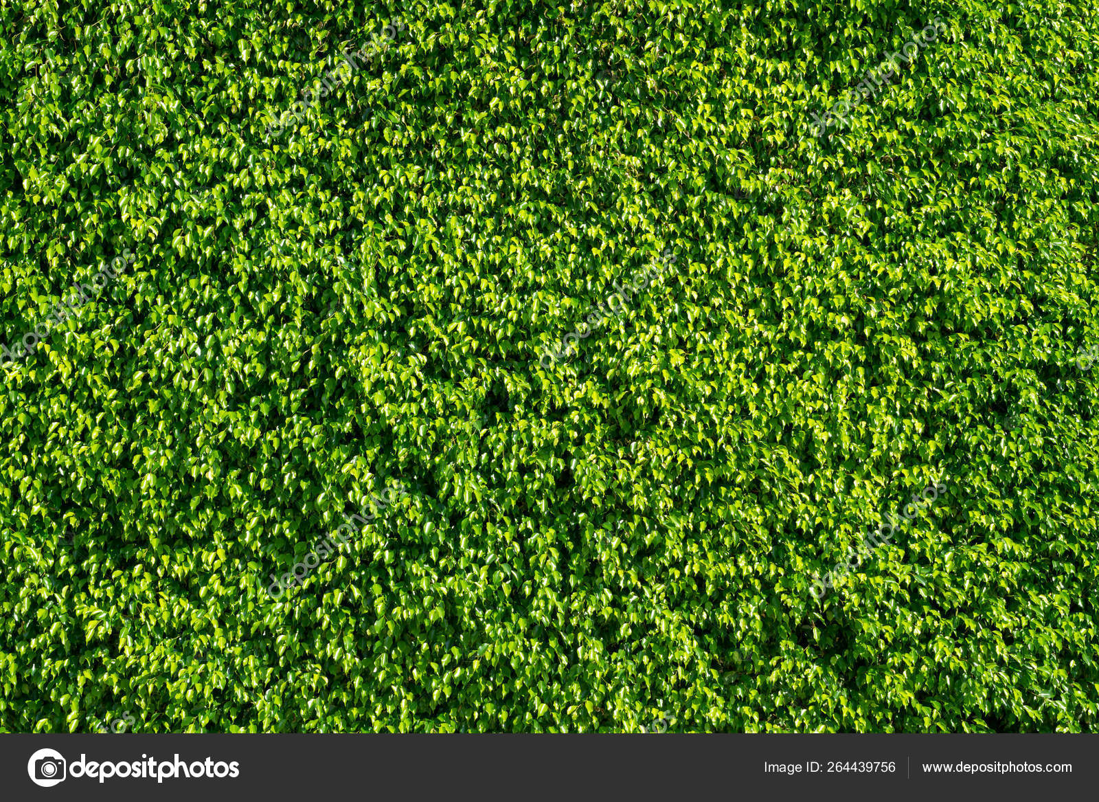 Green Detailed Summer Tree Leaves Texture Background Stock Photo by ©BoxerX  264439756