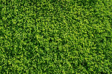 Yeşil detaylı yaz ağacı doku arka plan bırakır