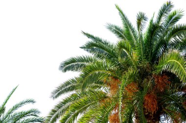 Palmiye ağacı beyaz üzerine izole edilmiş. Yaz tatili konsepti