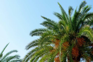 Mavi gökyüzü arka plan üzerinde palmiye ağacı. Yaz tatili konsepti