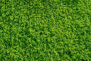 Yeşil yaprakların dokusu doğal duvar. Arka plan tasarımı ve sanat eserleri için eko kalıp kesimi için çim duvar