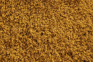 Turuncu doku doğal duvar bırakır. Arka plan tasarımı ve sanat eserleri için eko kalıp kesimi için çim duvar