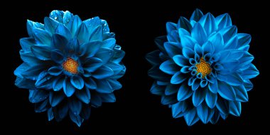 Gerçeküstü ıslak koyu krom deniz mavi dahlia çiçekler makro siyah izole. Yüksek detaylı stok fotoğrafı