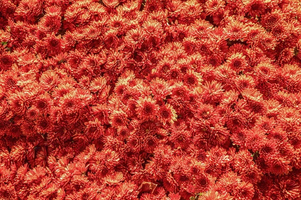 Fondo Crisantemo Rojo Abstracto Margarita Dorada Foto Alta Acción Detallada —  Fotos de Stock