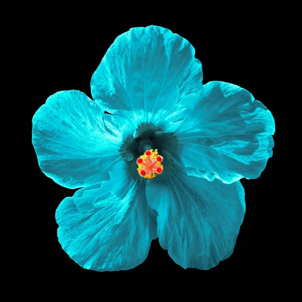 Turquoise hibiscus syriacus flower isolated on black background.  Chinese rose. Flat lay, top view. Macro object