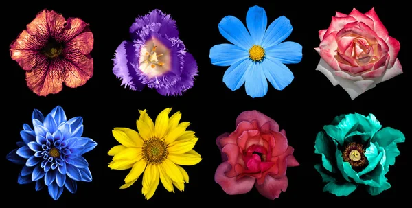 Pack of natural and surreal blue, orange, red, turquoise, yellow, white and pink flowers isolated on black. High quality detailed photo