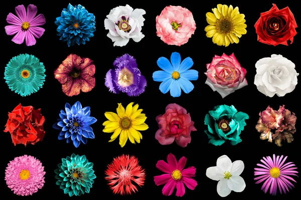 Mega pack of natural and surreal blue, orange, red, turquoise, yellow, white and pink flowers isolated on black. High quality detailed photo — Stock Photo, Image