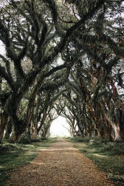 Djawatan Benculuk banyuwangi Endonezya