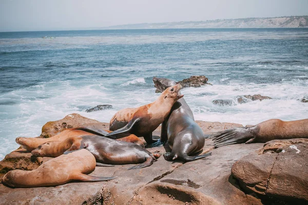 Familia León Marino Acostado Playa Animales Adorables Lindos Naturaleza Animal — Foto de Stock