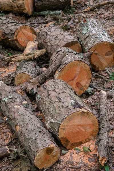 锯成的木片躺在地上 木头躺在森林里 森林清洁 — 图库照片