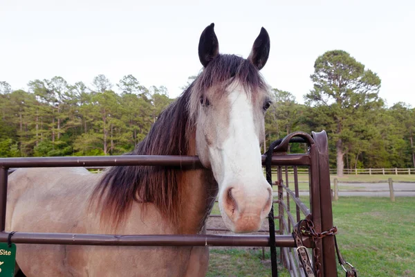 Cavalli Una Stalla Primo Piano Cavallo Recinto Una Giornata Estiva — Foto Stock