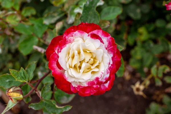 Draufsicht Auf Eine Ungewöhnlich Schöne Weiß Rote Zweifarbige Rose Die — Stockfoto