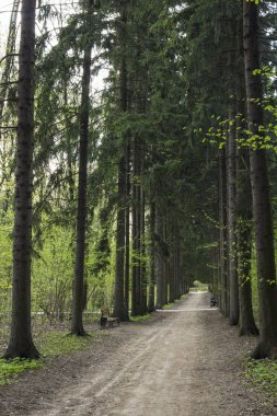 Alley in birylevo park, Moskova, Rusya Federasyonu