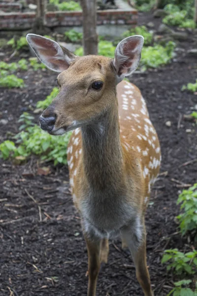 Cervo Allo Zoo — Foto Stock