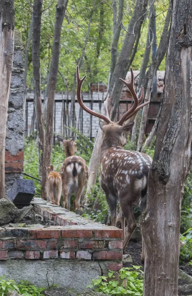 Familia Ciervos Zoológico Kazán — Foto de Stock