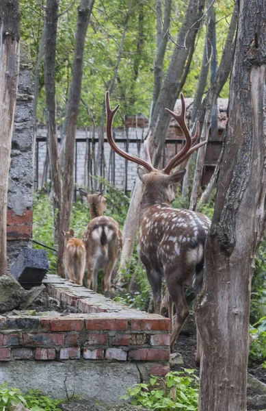 Hjortfamilj Kazans Djurpark — Stockfoto