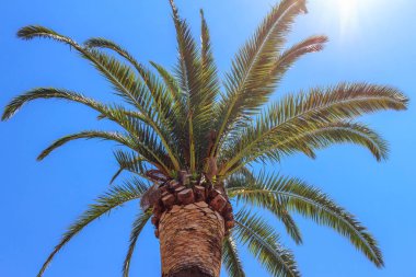 Mavi gökyüzü arka planında yeşil palmiye ağacı, tropik yaz konsepti.