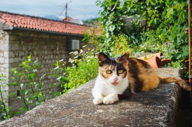 Açık havada rahat, çizgili kahverengi kedi portresi..