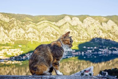 Kedi tepede oturuyor ve sabah Kotor şehrini ve muhteşem körfezi seyrediyor, Karadağ.