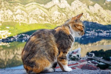 Kedi tepede oturuyor ve sabah Kotor şehrini ve muhteşem körfezi seyrediyor, Karadağ.