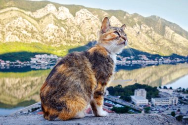 Kedi tepede oturuyor ve sabah Kotor şehrini ve muhteşem körfezi izliyor, Karadağ.