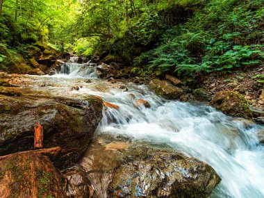 Ormanda dağ nehri ya da su kaynağı. Büyük taşlar, vahşi doğa manzarası..