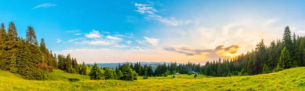 Kolorowy Krajobraz Zachodzie Słońca Łące Górskiej Malownicza Dzika Przyroda Karpaty — Zdjęcie stockowe