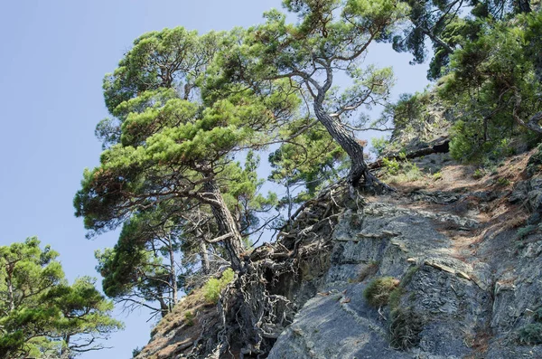 Çam Ağaçlarının Çıplak Kökleri Ile Dik Bir Yamaçta Bükülmüş — Stok fotoğraf