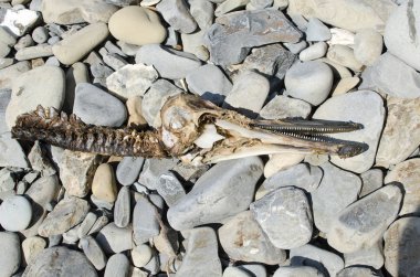 Arka plan gri deniz çakıl taşları üzerinde bir yunus iskelet kalıntıları.