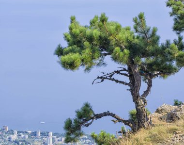 Bir uçurum, Karadeniz kıyısında arka planı üzerinde tek bir yeşil iğne yapraklı ağaç.