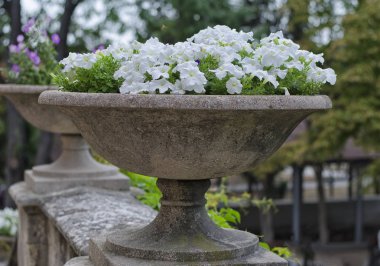 Büyük antik taş vazo içinde beyaz çiçekler yakın çekim.