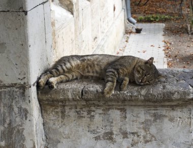 Büyük gri kedi üzerinde taş bir korkuluk yalan dinlenme.