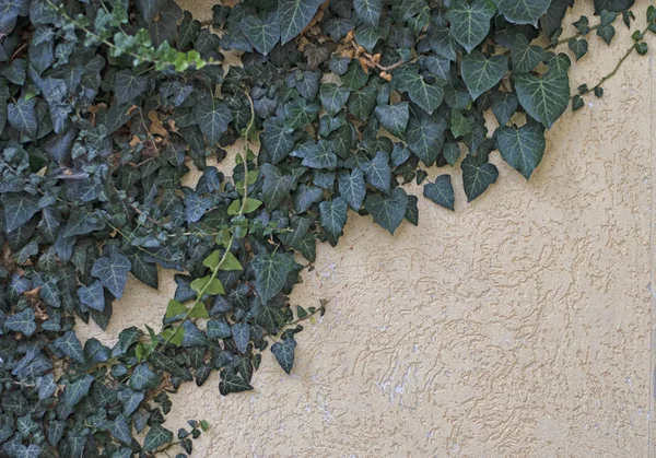 Two-color background of green leaves of creepers and patterned light panel.