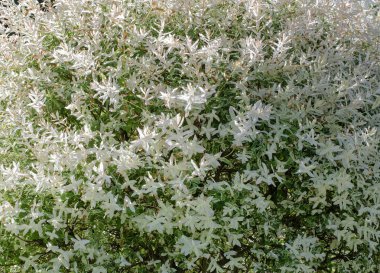 Çiçek açan beyaz bir bitkiden arka plan yakın
