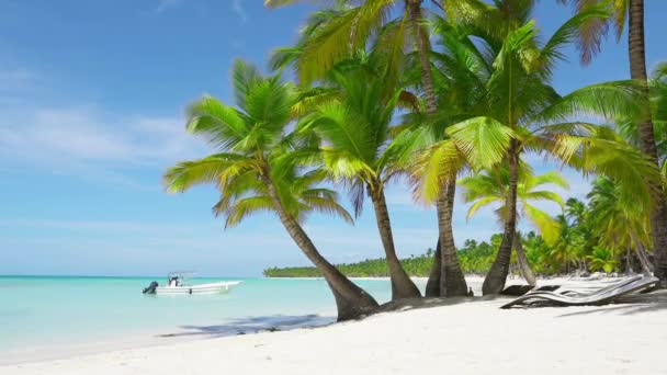 Palme Cocco Sulla Spiaggia Delle Hawaii Vacanze Estive Paradiso Spiaggia — Video Stock