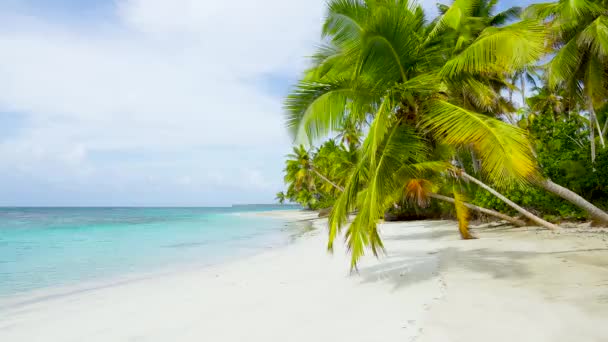 Paraíso Isla Palmeras Playa Paisaje Viaje Turístico Desaprovechada Playa Palmeras — Vídeos de Stock