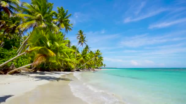 Palmeral Playa Océano Índico Loop Video Viaje Playa Palmeras Naturales — Vídeos de Stock