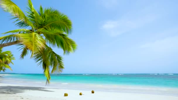 Пальма Пляжному Ландшафті Літня Сонячна Відпустка Морі Кришталева Чиста Морська — стокове відео