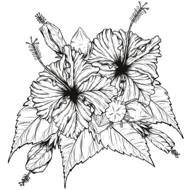 Hibiscus çiçek vektörü elle çizilmiş. Çiçek beyaz arkaplanda.