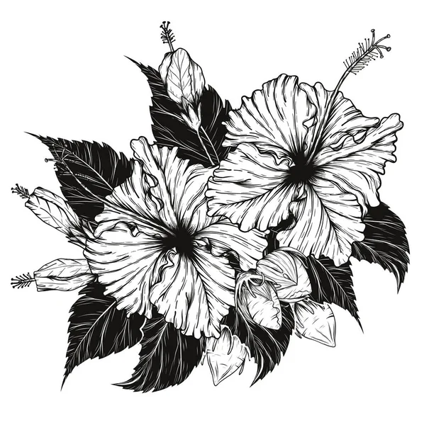 Hibiscus Vector Flores Por Dibujo Mano Flor Fijada Sobre Fondo Ilustraciones de stock libres de derechos