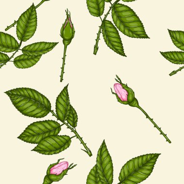 El çizimiyle gül deseni. Pembe, duvar kâğıdı için yüksek detay verdi. Klasik arka planda çiçeksiz desen..