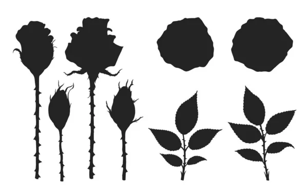 Rózsa Vektor Készlet Kézzel Rajzolás Gyönyörű Virág Fehér Hátteren Rózsa — Stock Vector