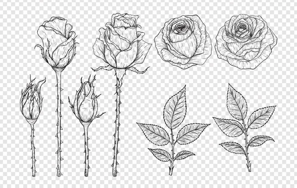 Rose Vector Met Hand Tekenen Mooie Bloem Witte Achtergrond Rose — Stockvector