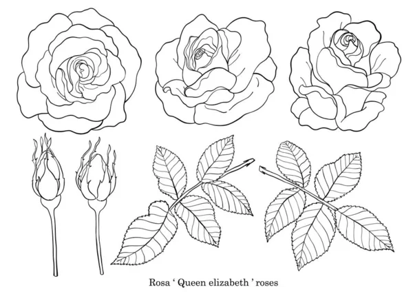 Rosa Vector Conjunto Dibujo Mano Hermosa Flor Sobre Fondo Blanco — Vector de stock