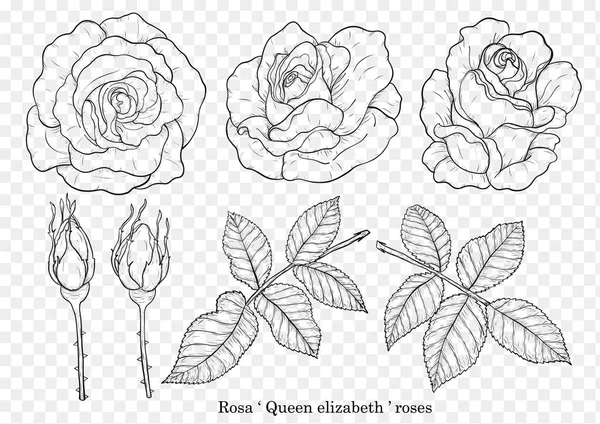 Rose Vector Met Hand Tekenen Mooie Bloem Witte Achtergrond Rose — Stockvector