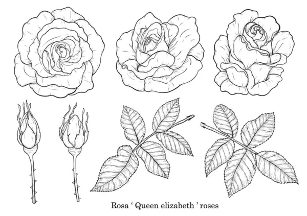 美丽的花朵在白色的背景上 玫瑰艺术在线条艺术风格上非常精细 罗莎女王伊丽莎白玫瑰 — 图库矢量图片