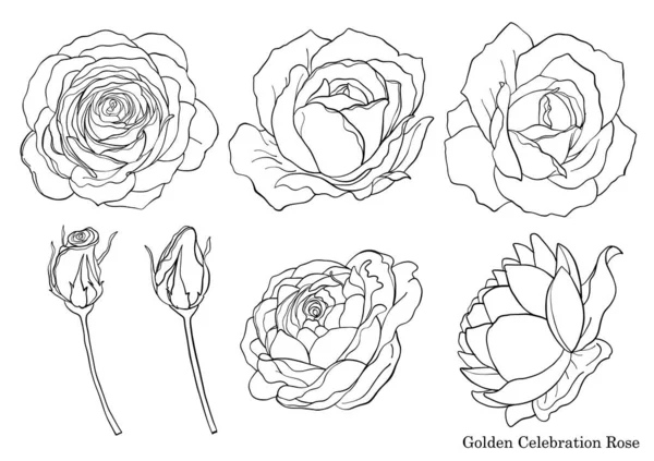 Rose Vector Met Hand Tekenen Mooie Bloem Witte Achtergrond Rose — Stockvector