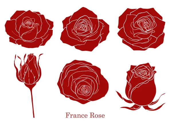 Rosa Vector Conjunto Por Dibujo Mano Hermosa Flor Sobre Fondo — Archivo Imágenes Vectoriales