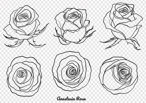 Rose Vettore Impostato Mano Drawing Beautiful Fiore Sfondo Bianco Rose — Vettoriale Stock