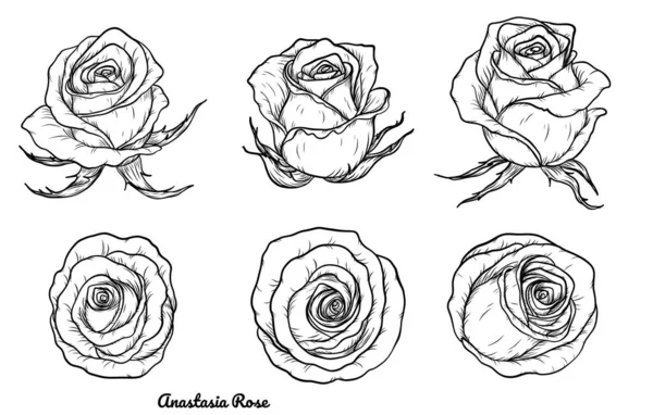 Vecteur Rose Serti Main Dessinant Belle Fleur Sur Fond Blanc — Image vectorielle